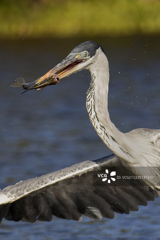 白颈鹭起飞抓鱼特写图片素材
