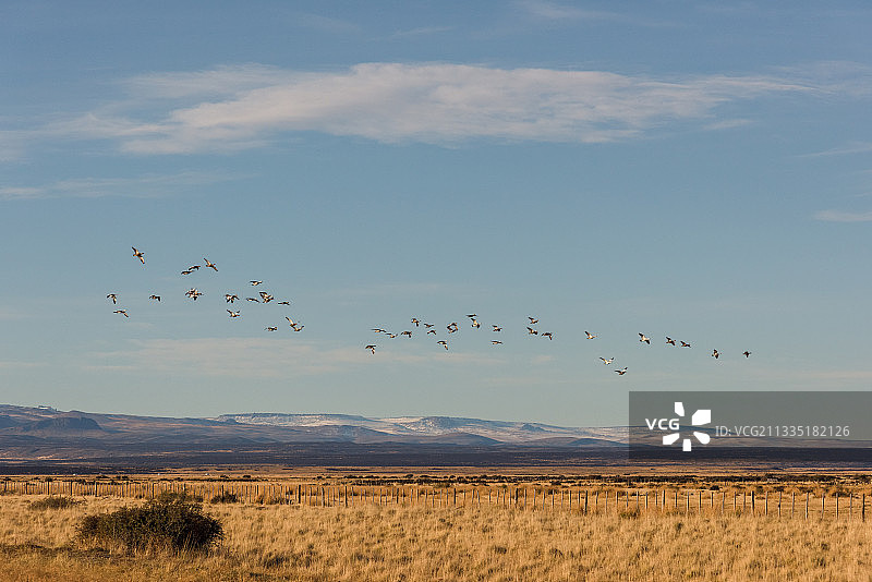 中国青藏高原的自然风景，高原独有动物的图片。秋季风景主题。图片素材