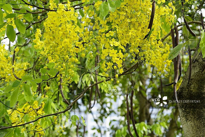 腊肠树图片素材
