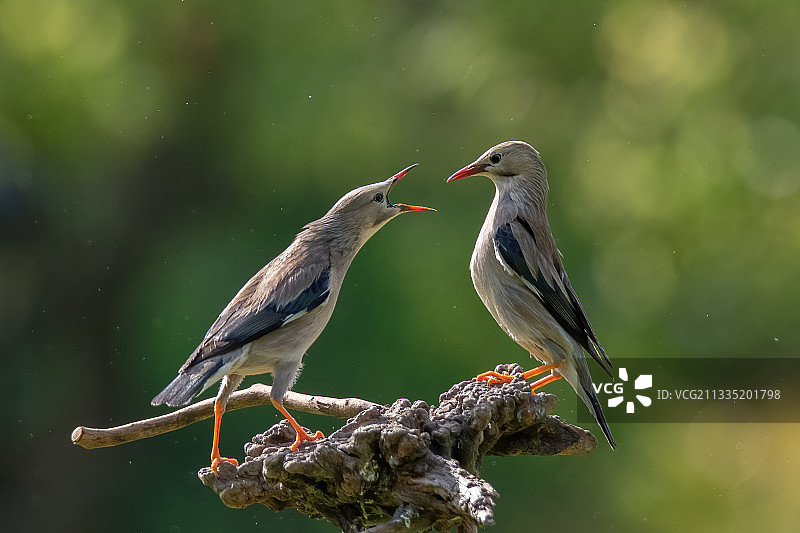 丝光椋鸟图片素材