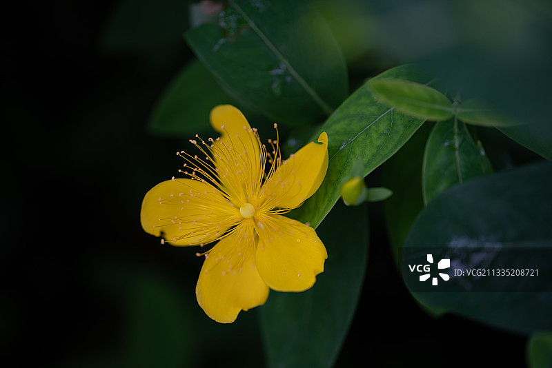 金丝桃图片素材