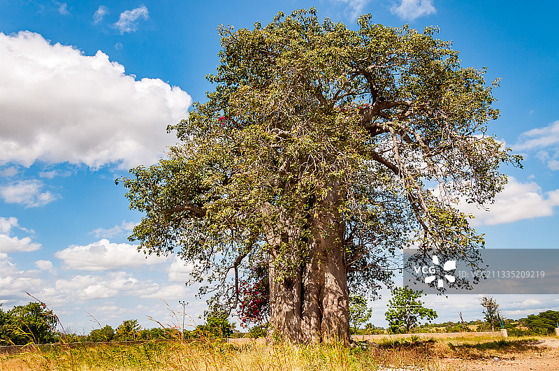 巨大的猴面包树 Baobab tree图片素材