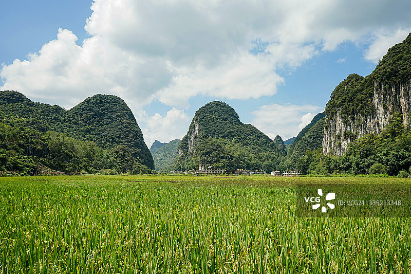 贵州省安顺市龙宫景区稻田图片素材