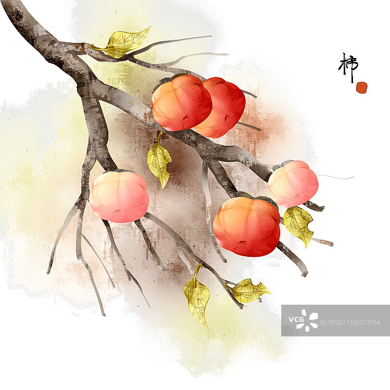 中国风柿子树插画图片素材