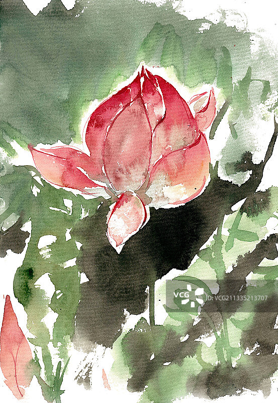 荷叶与荷花图片素材