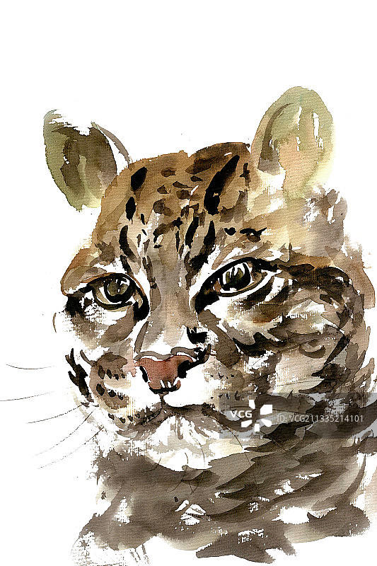 威严的豹猫图片素材