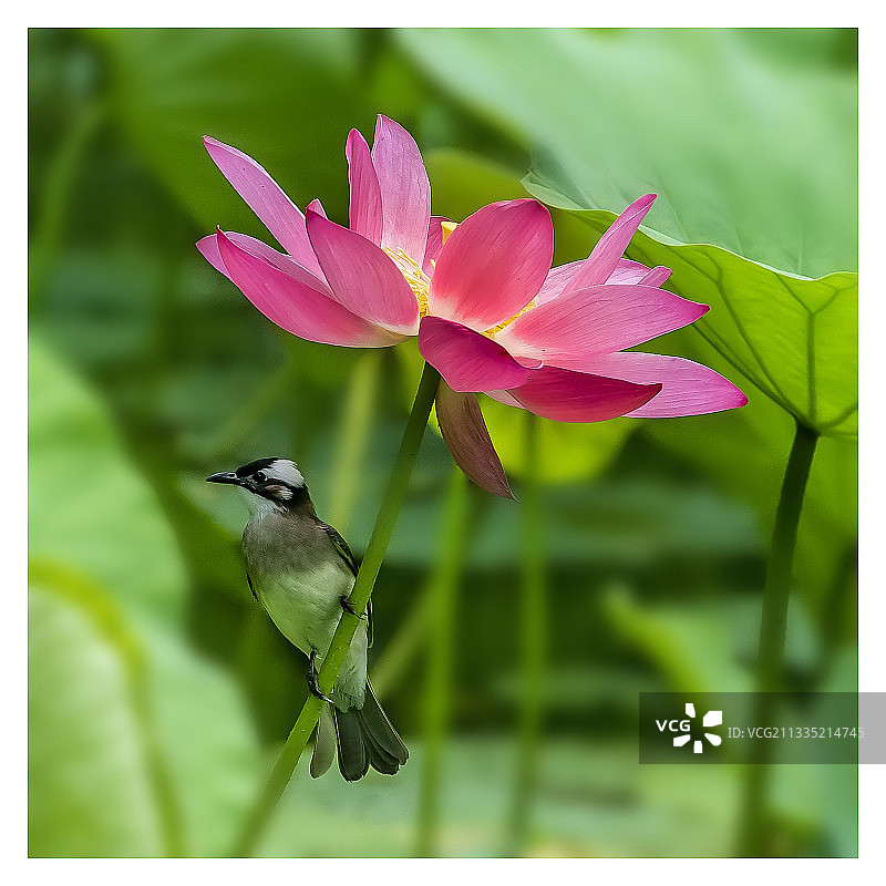 人民公园荷花图片素材