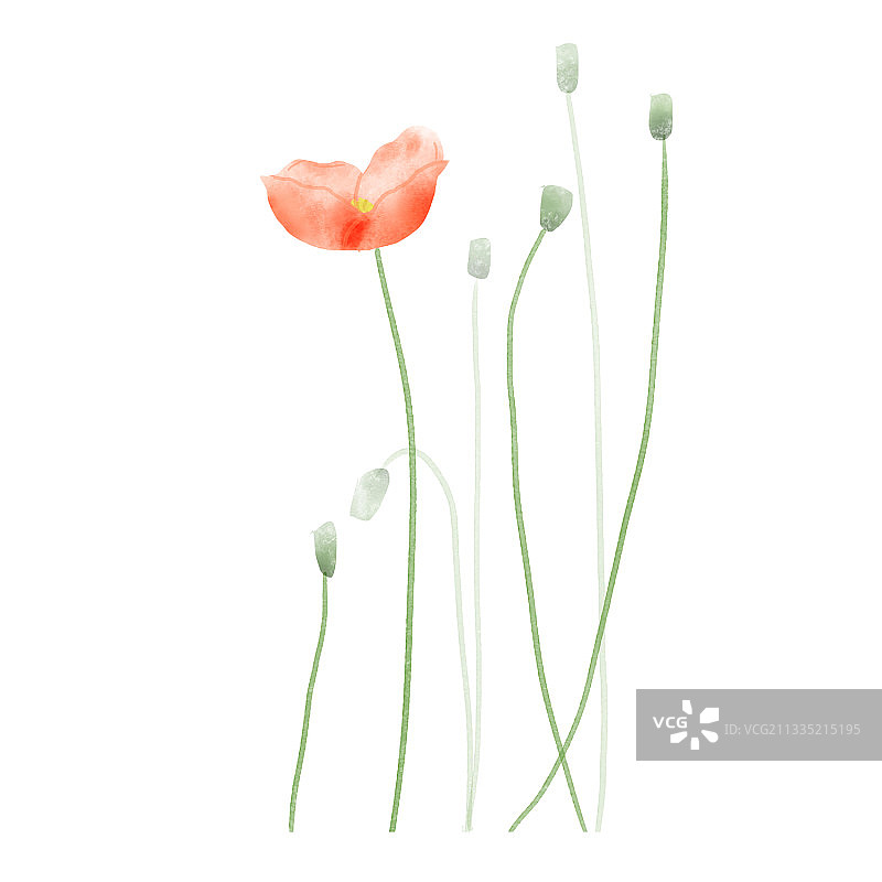 虞美人图片素材