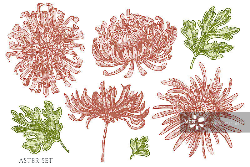 手绘粉彩紫菀花素材图片素材