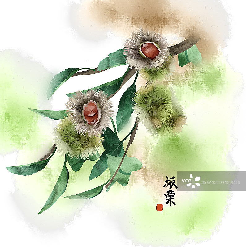 中画风水彩板栗插画图片素材