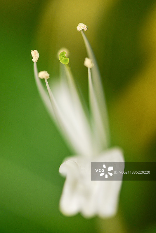 兰花指图片素材