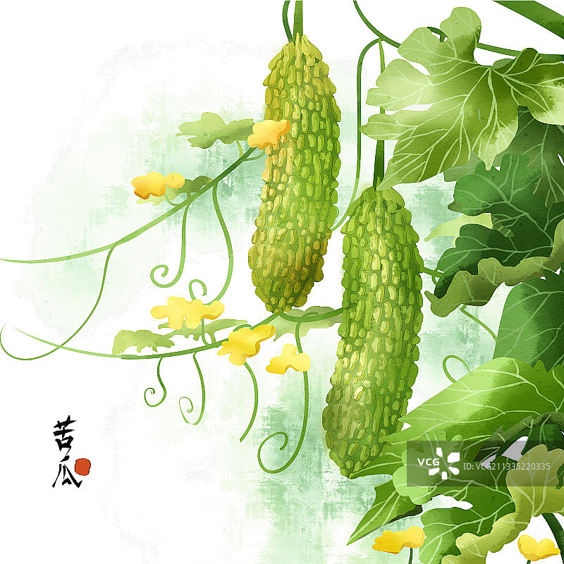 中国风水彩苦瓜插画图片素材