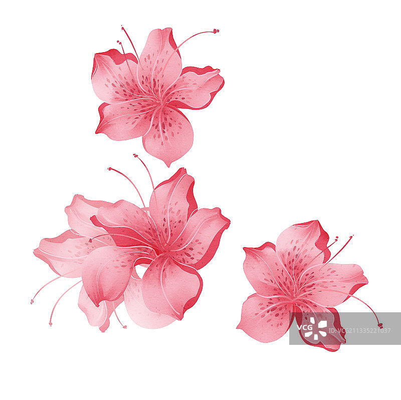 中国风水彩花卉杜鹃花插画元素图片素材