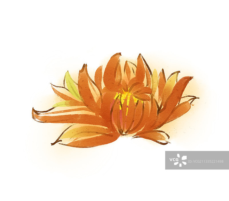 中国风菊花插画元素图片素材