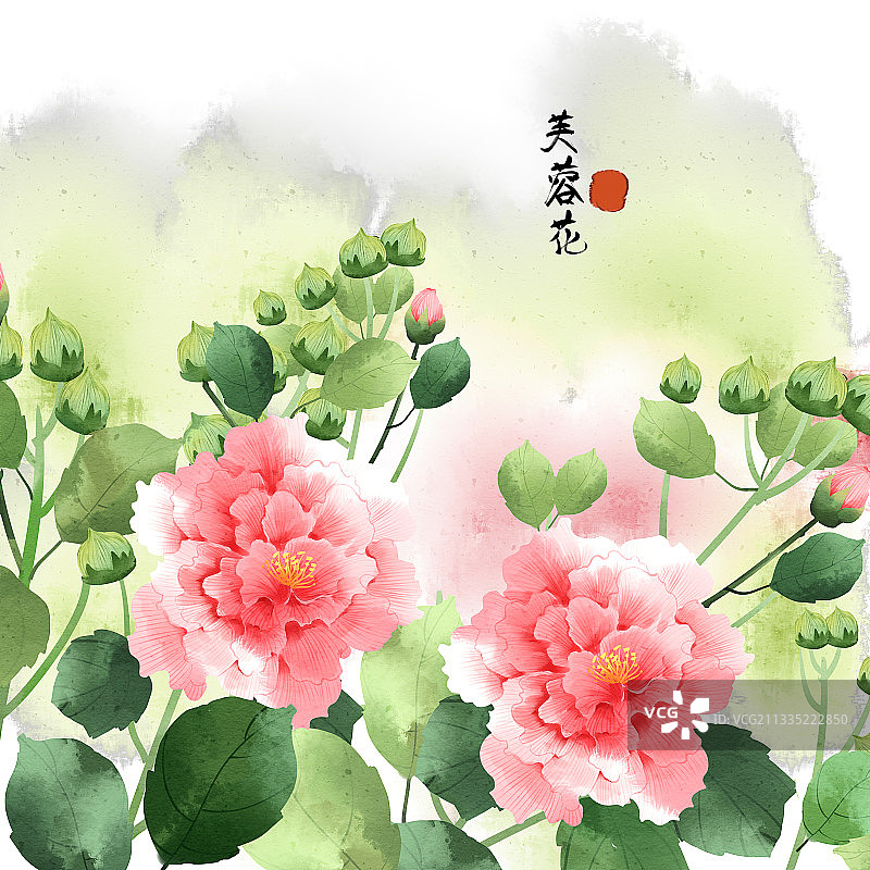 中国风芙蓉花插画图片素材