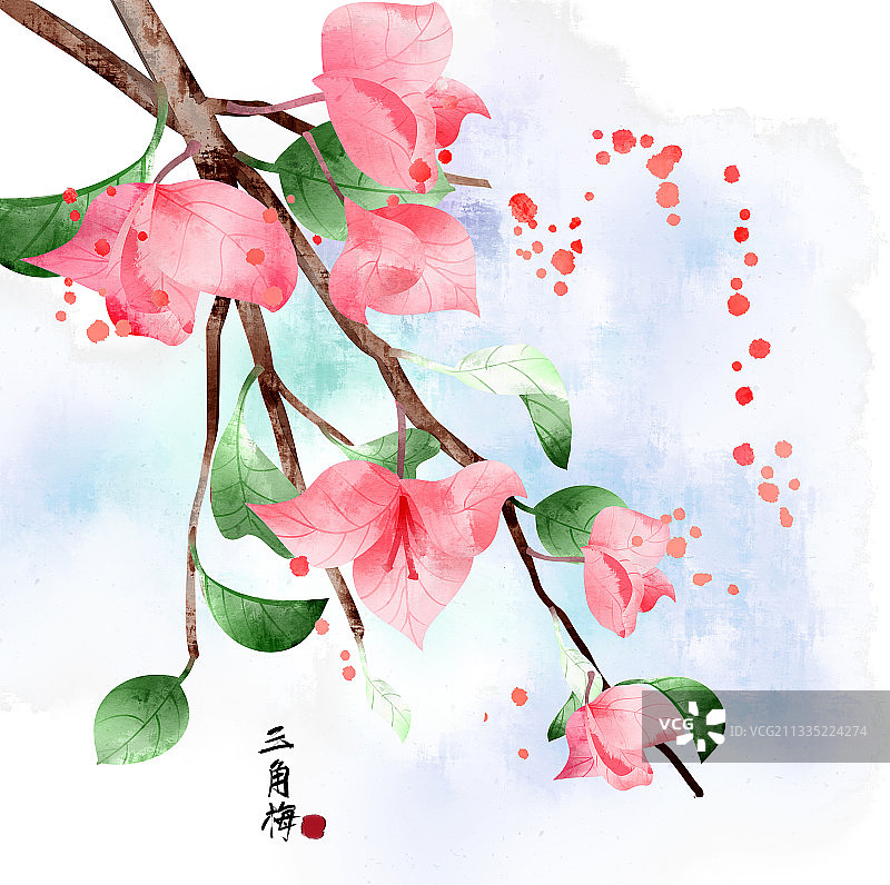 中国风三角梅插画图片素材