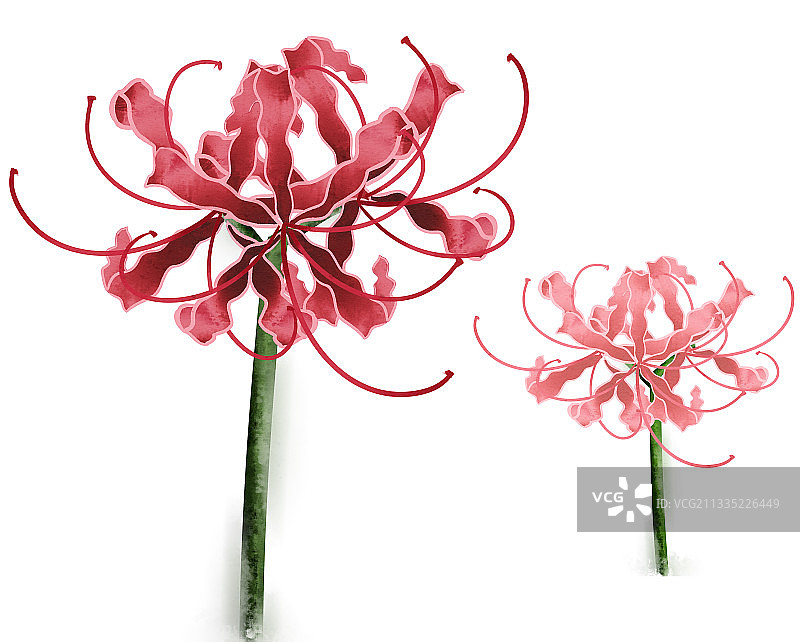 中国风彼岸花插画元素图片素材