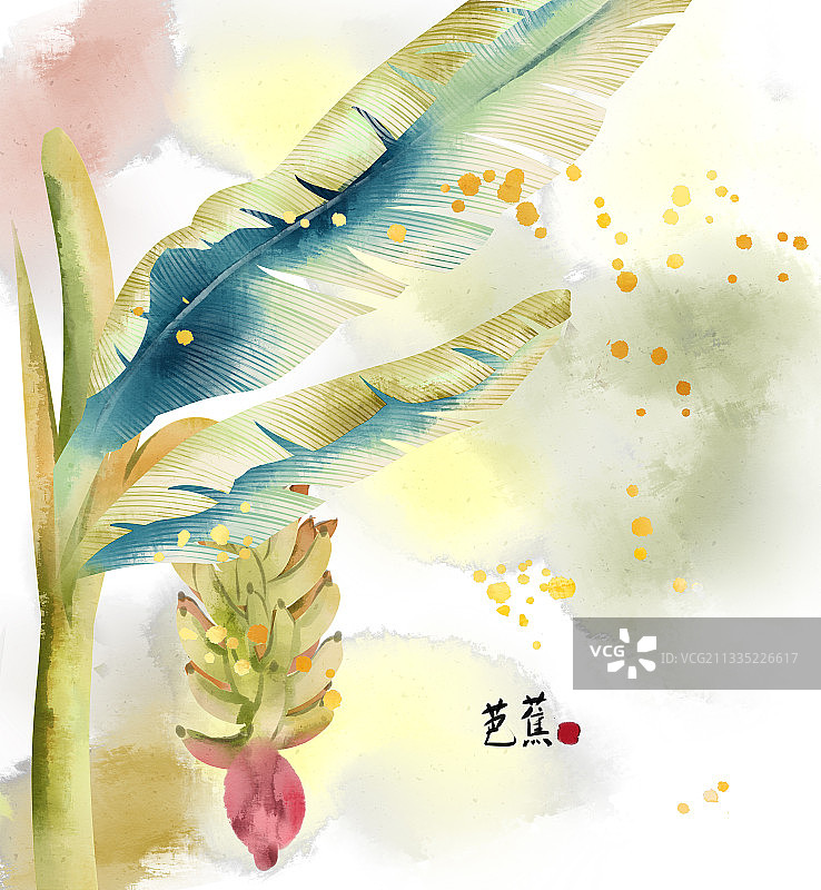 中国风芭蕉树插画图片素材