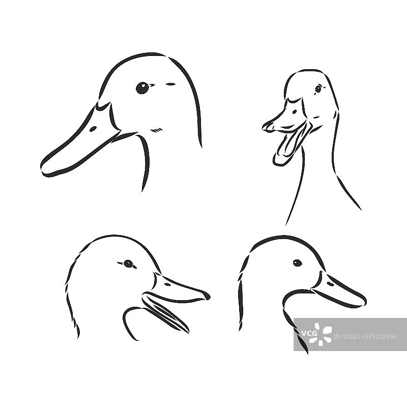 白色背景上的鸭子素描图片素材