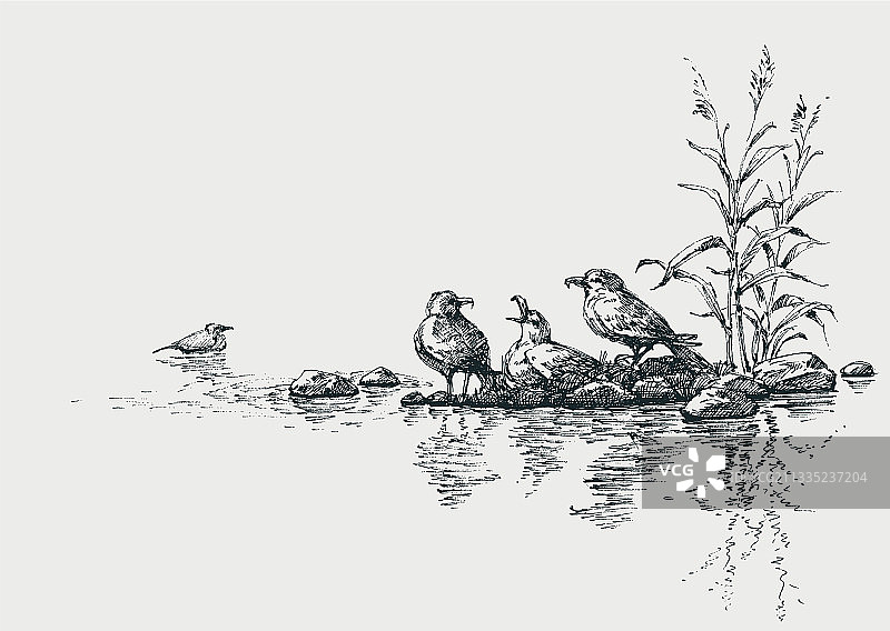 海鸥海边艺术海洋场景图片素材