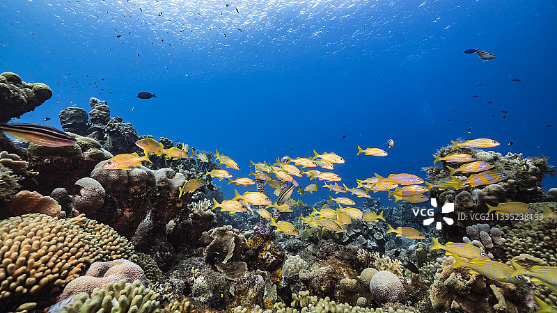加勒比海库拉索岛珊瑚礁中的石鲈鱼群图片素材