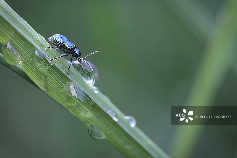 豆娘在树叶上的特写，德国图片素材