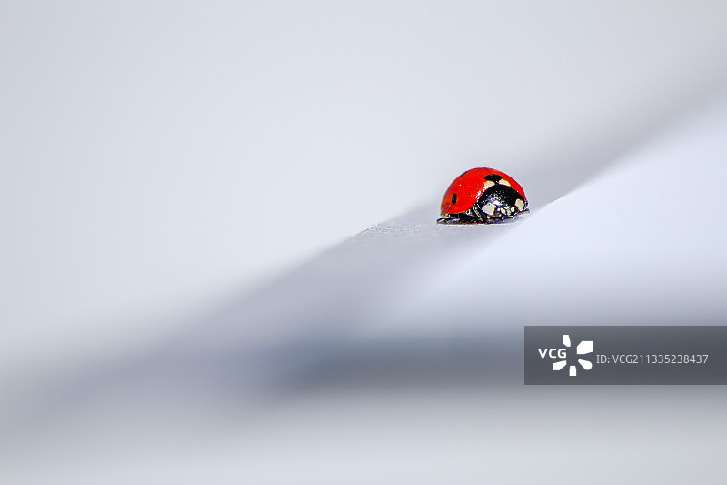白色背景上的瓢虫特写图片素材