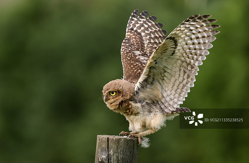 近距离拍摄：栖息在木桩上的猫头鹰，巴西图片素材