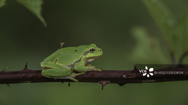 欧洲树蛙在树枝上特写图片素材