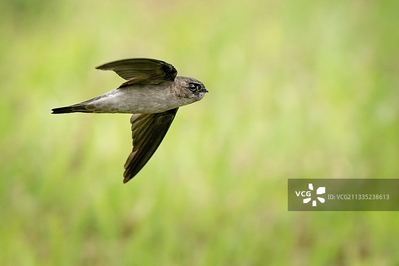 近距离拍摄在新加坡洛龙哈鲁斯湿地飞行的鸣禽图片素材