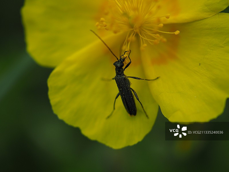 昆虫在黄花上的特写图片素材