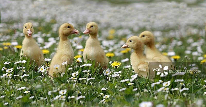 在匈牙利久洛田野上的小鸭特写图片素材