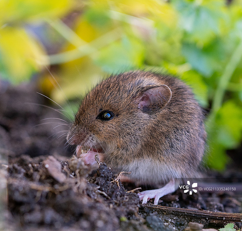德国田野里的老鼠特写图片素材