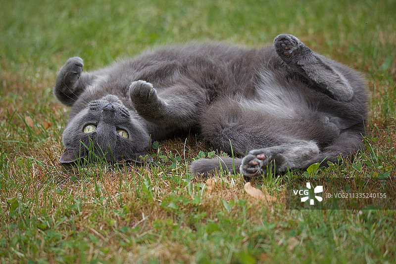 躺在草地上的可爱小狗，美国伊利诺伊州绍姆堡图片素材