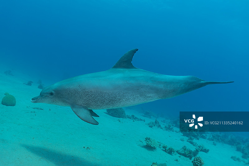在红海中游泳的海豚，以色列埃拉特图片素材