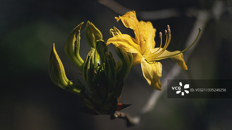 爱沙尼亚黄色植物特写图片素材