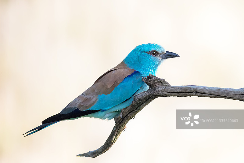 丁香栖息在树枝上（匈牙利）的特写图片素材