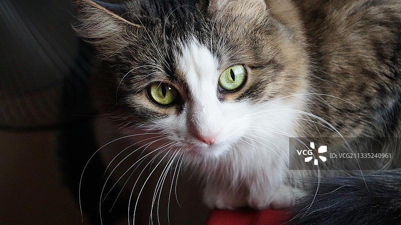 猫的特写肖像图片素材