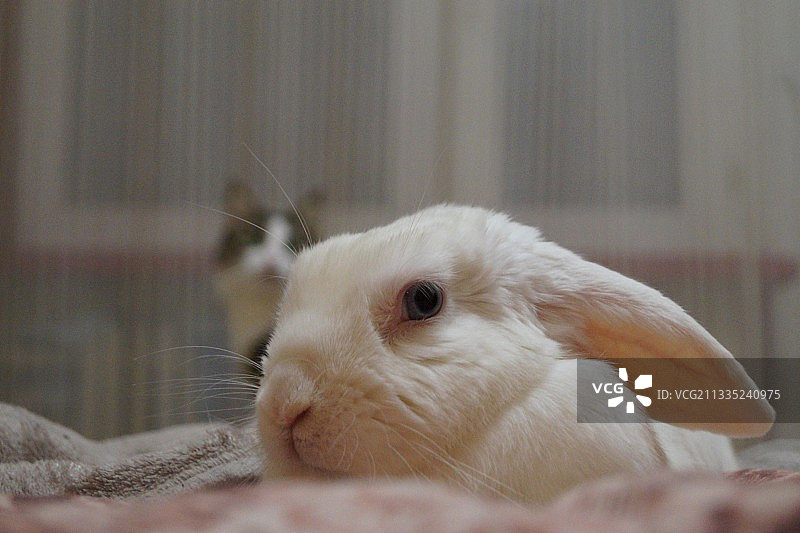 家中床上的兔子特写图片素材