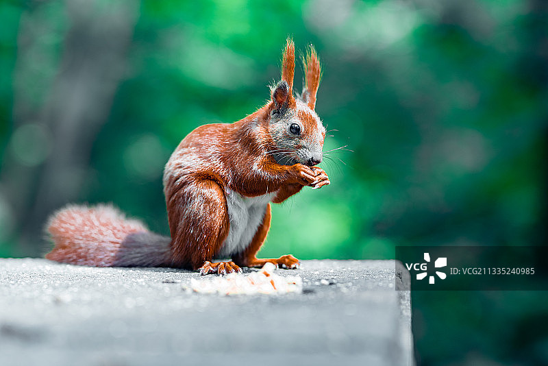 德国柏林：在挡土墙上吃东西的北美红松鼠特写图片素材