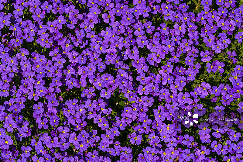 德国黑森紫色开花植物的特写镜头图片素材