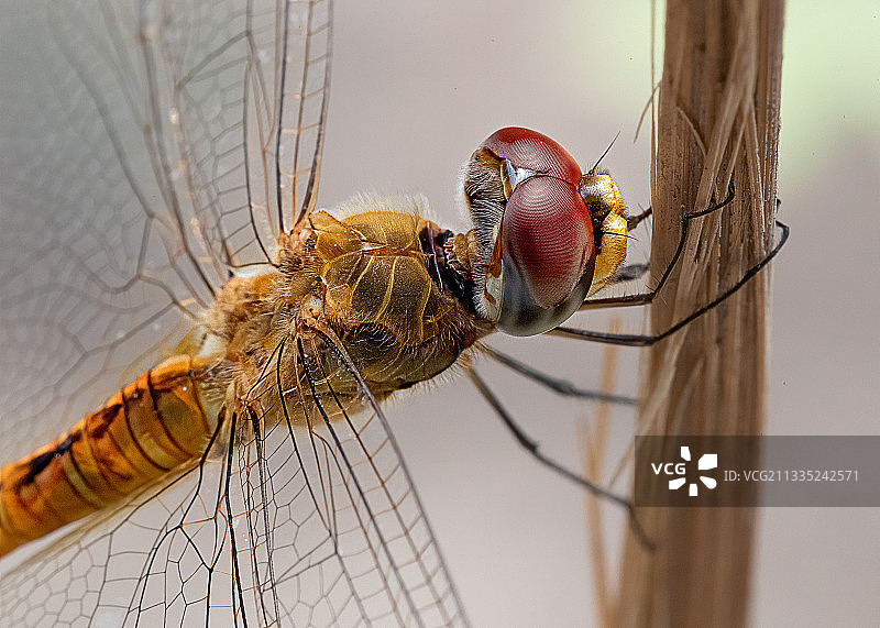 印度德里新德里，蛛网上的蜘蛛特写图片素材