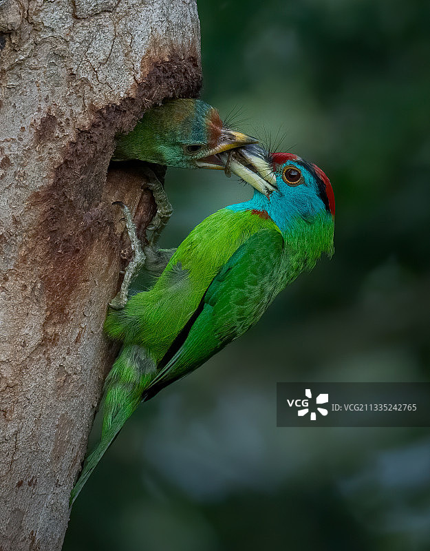 栖息在树上的热带鸟类特写图片素材