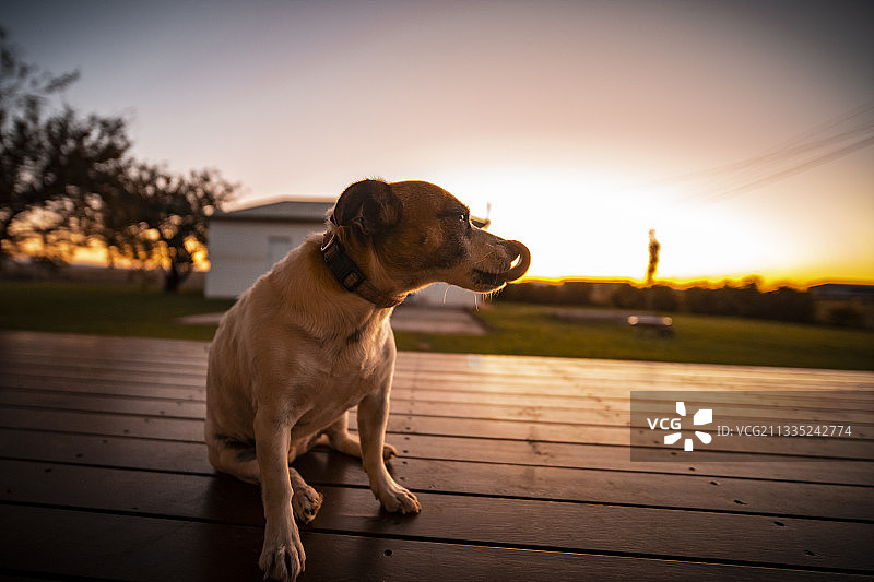 日落时分，地板上狗狗坐姿特写图片素材