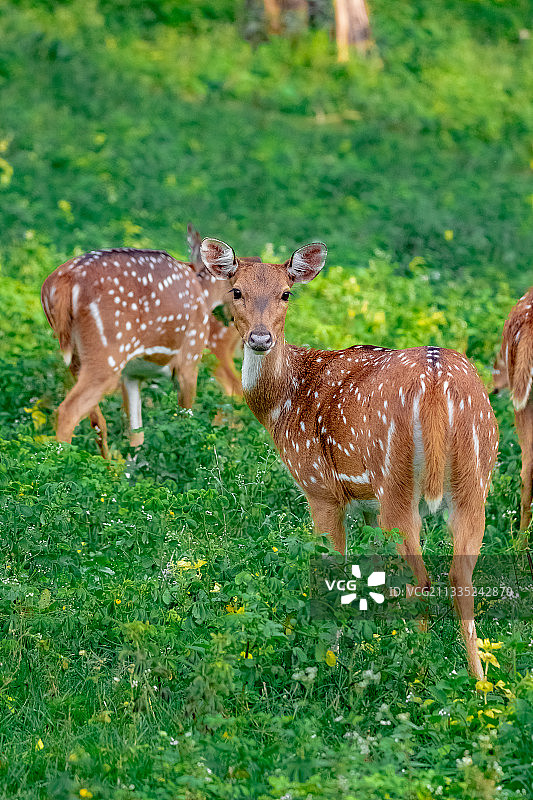 站在印度田野上的白人肖像图片素材