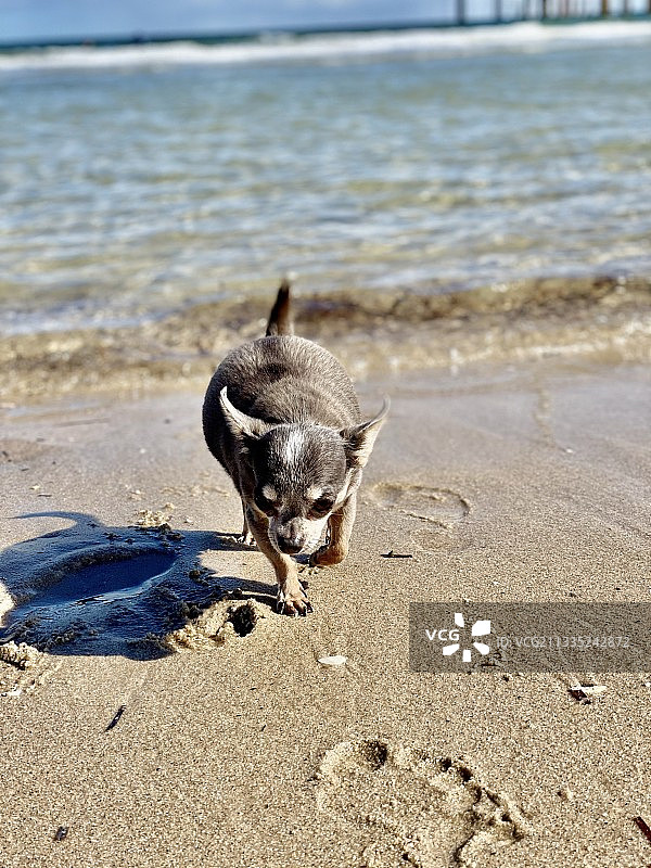 吉娃娃在沙滩上的特写，布莱顿海滩，澳大利亚图片素材