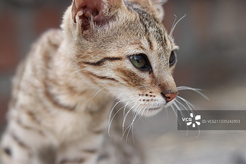 扭头猫特写图片素材