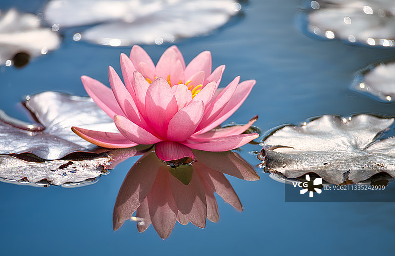 湖中粉红色睡莲的特写图片素材