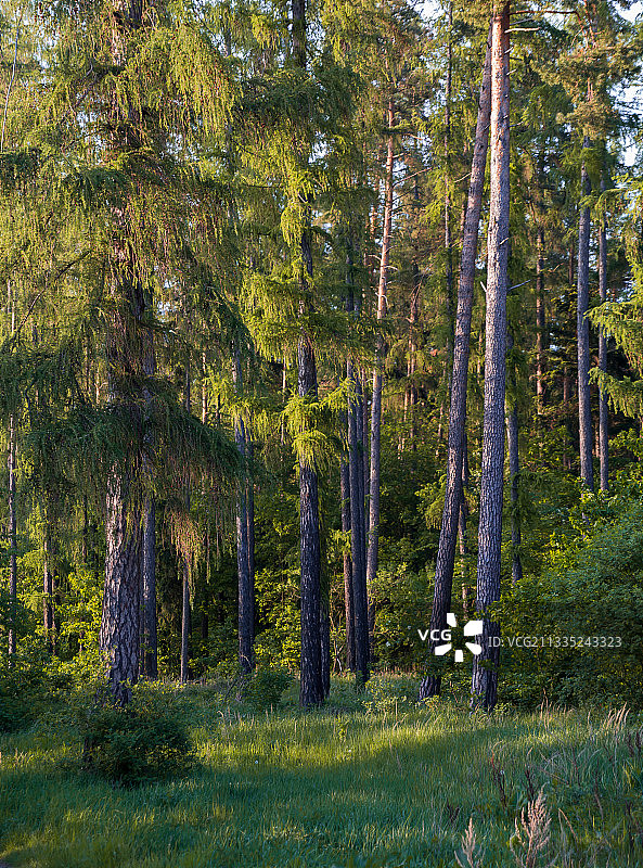 捷克共和国森林中的树木图片素材