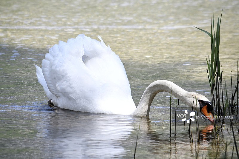 沉默的天鹅在湖里游泳的特写图片素材